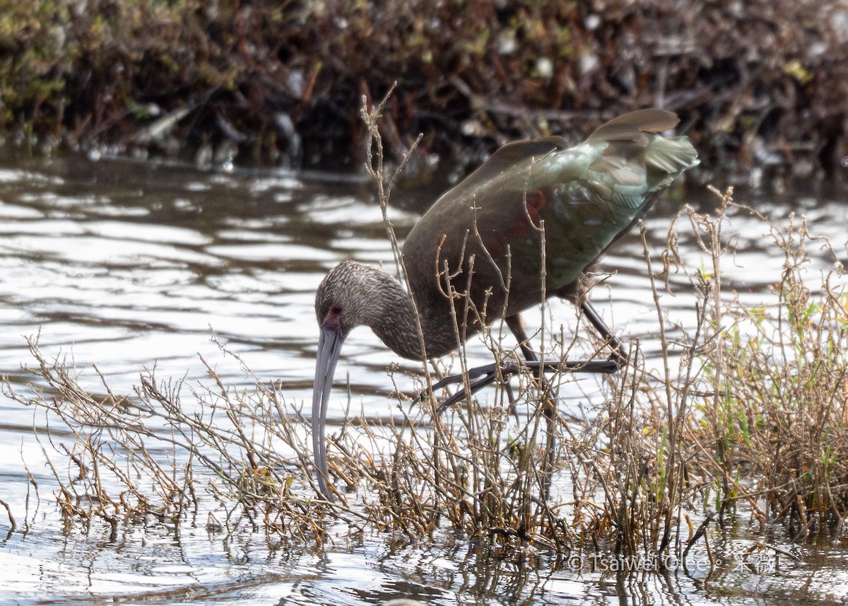 Brillensichler - ML645845175