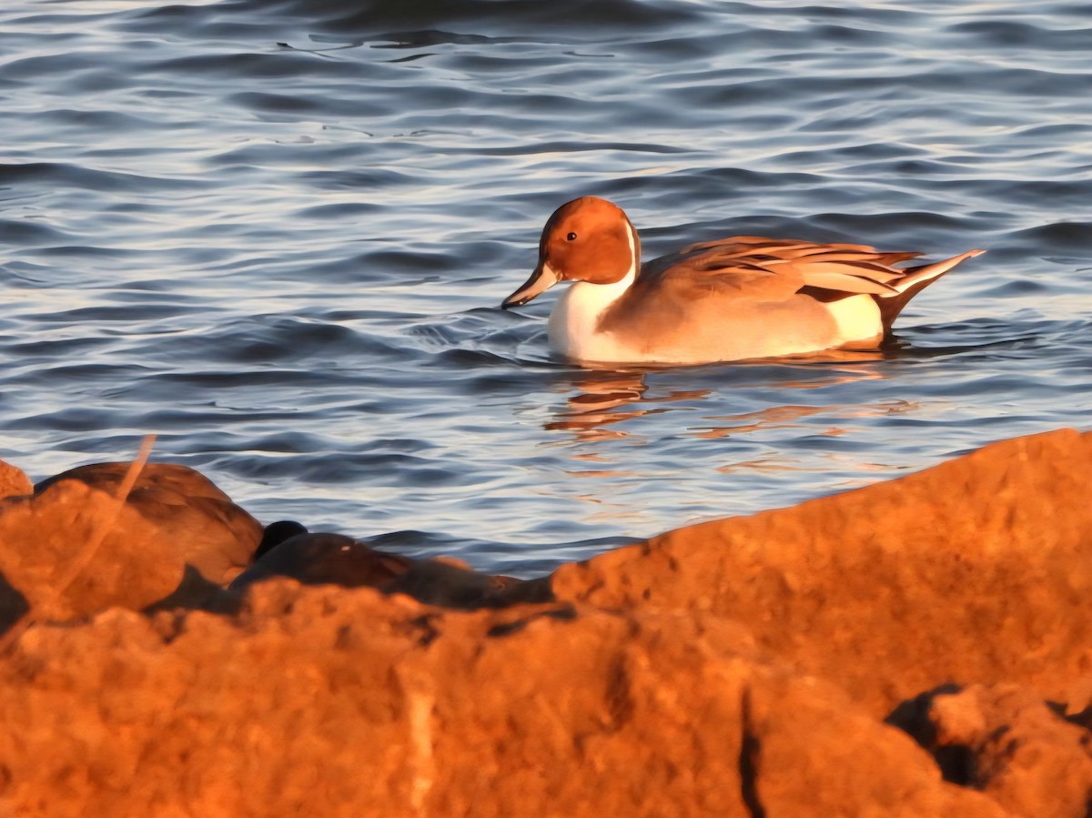 Spießente - ML645845177