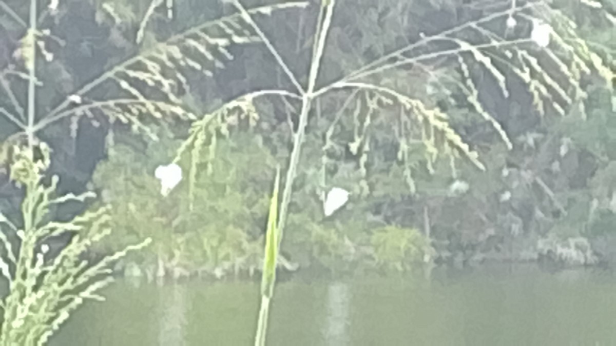 Western Cattle-Egret - ML645845178