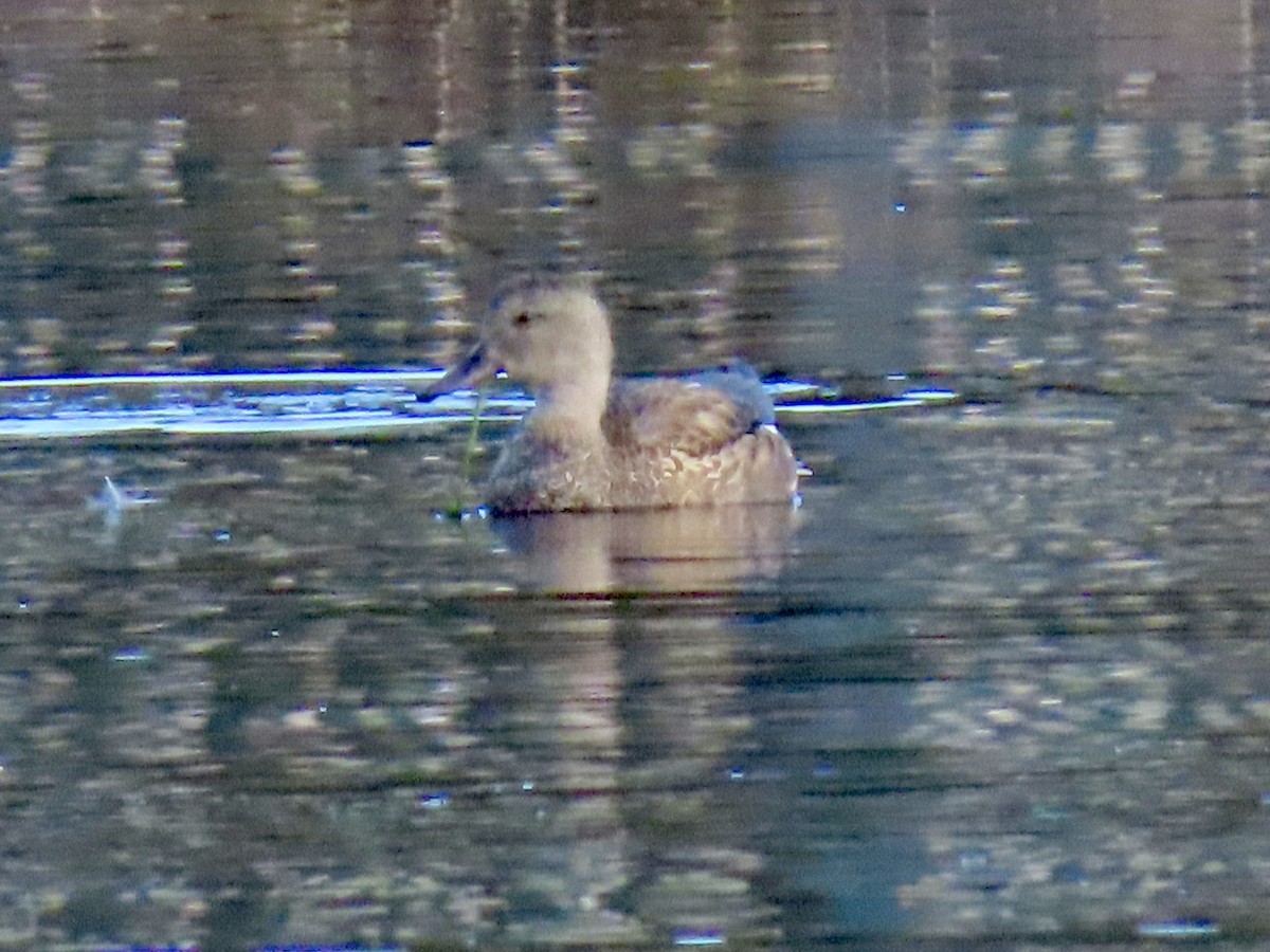 Серая утка - ML645845182