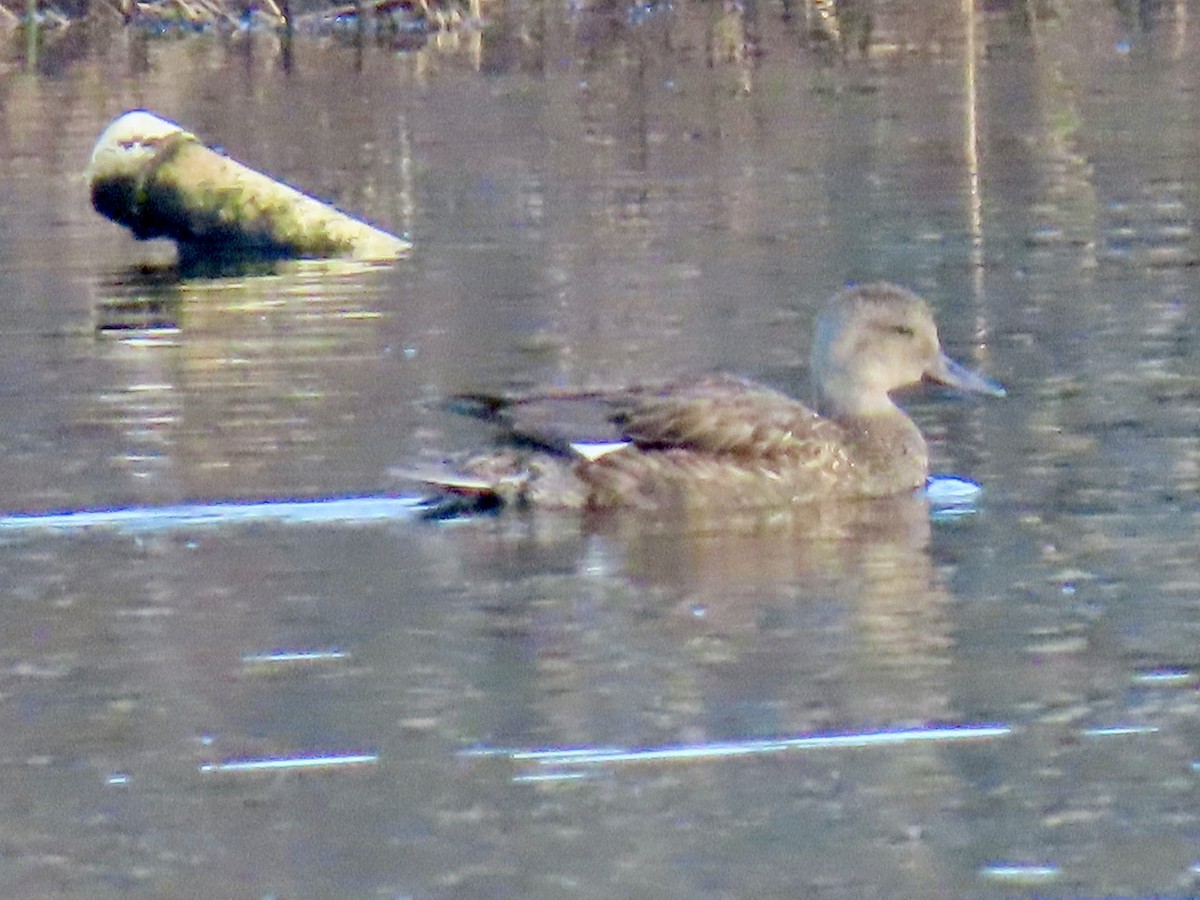 Серая утка - ML645845183