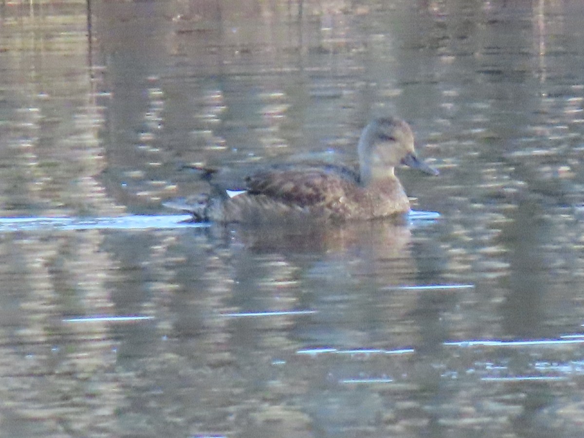 Серая утка - ML645845184