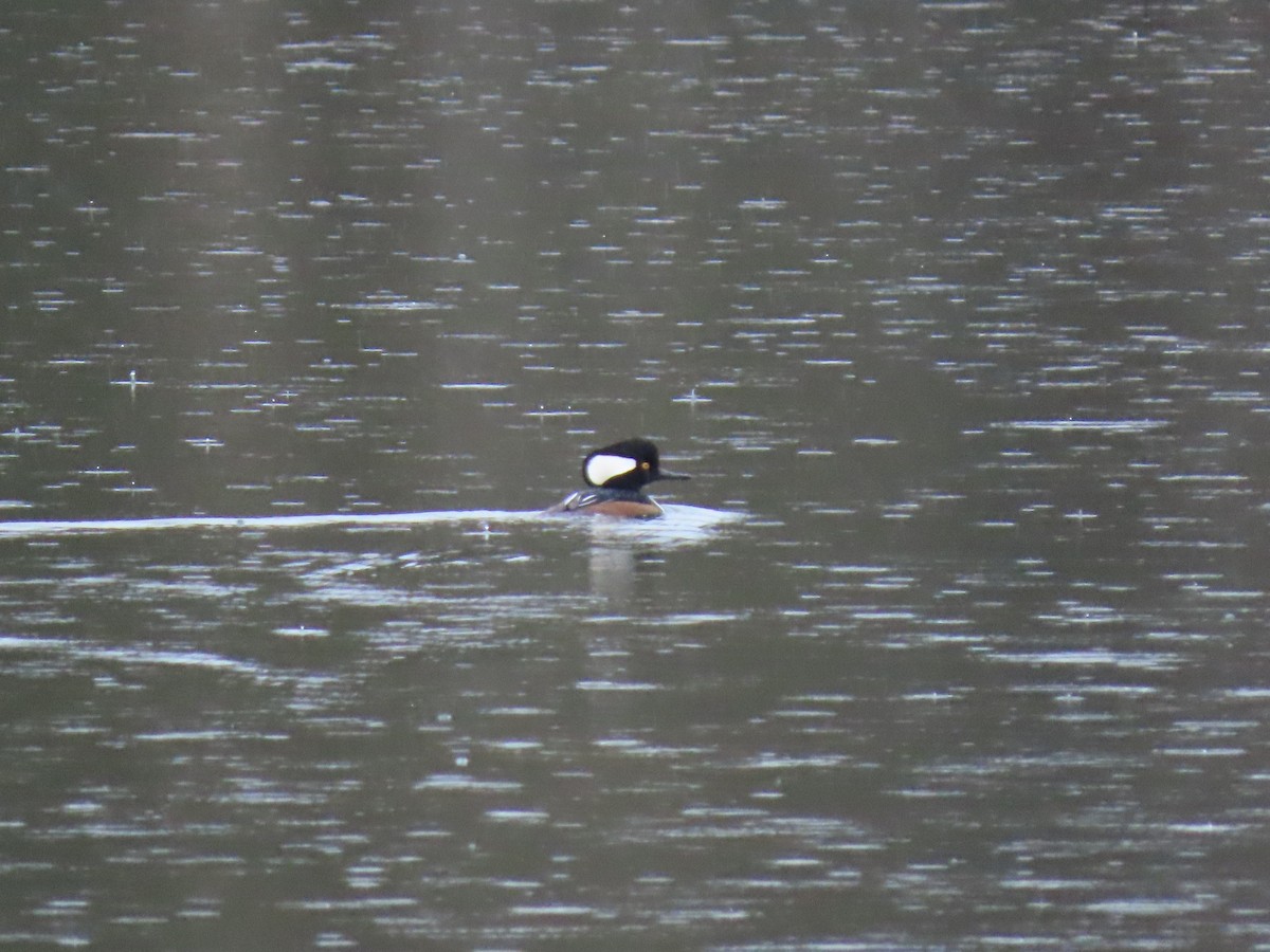 morčák chocholatý - ML645845196