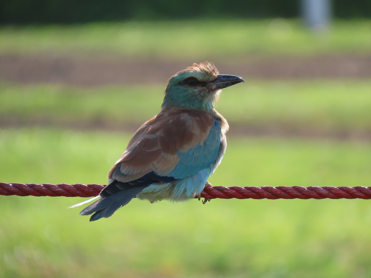 European Roller - ML645845201