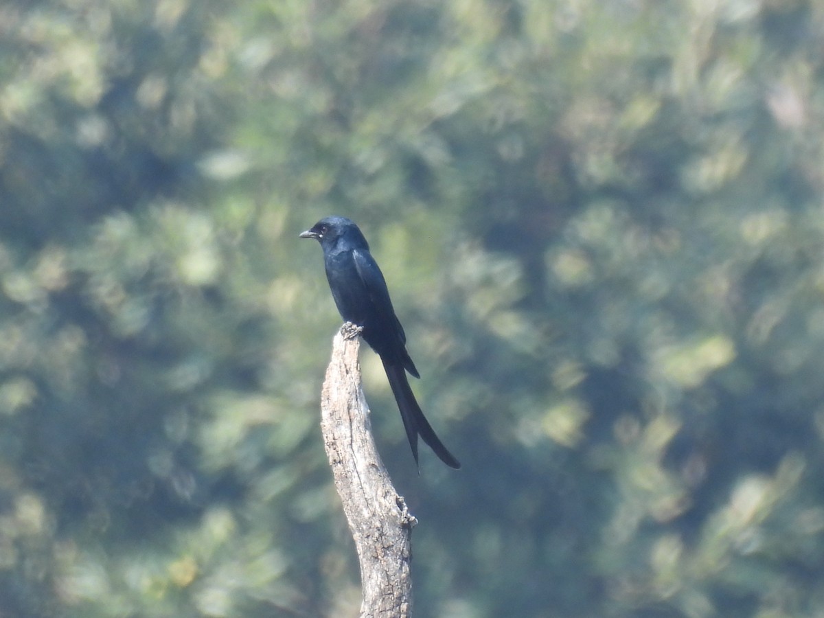 Black Drongo - ML645845210