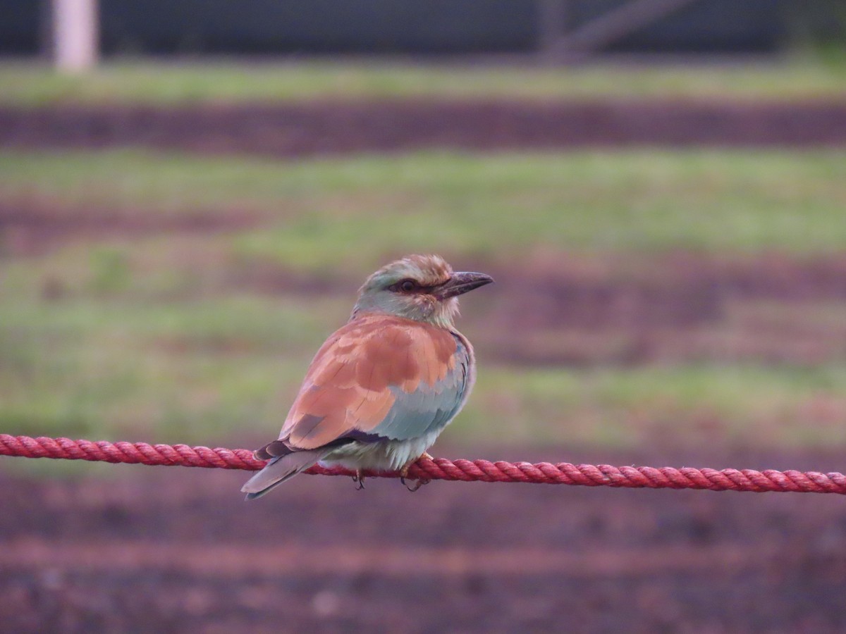 European Roller - ML645845212