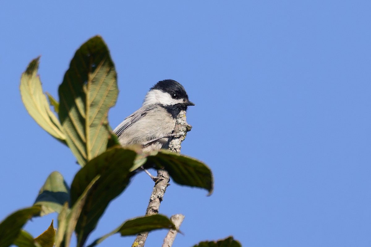 Grauflankenmeise - ML645845221