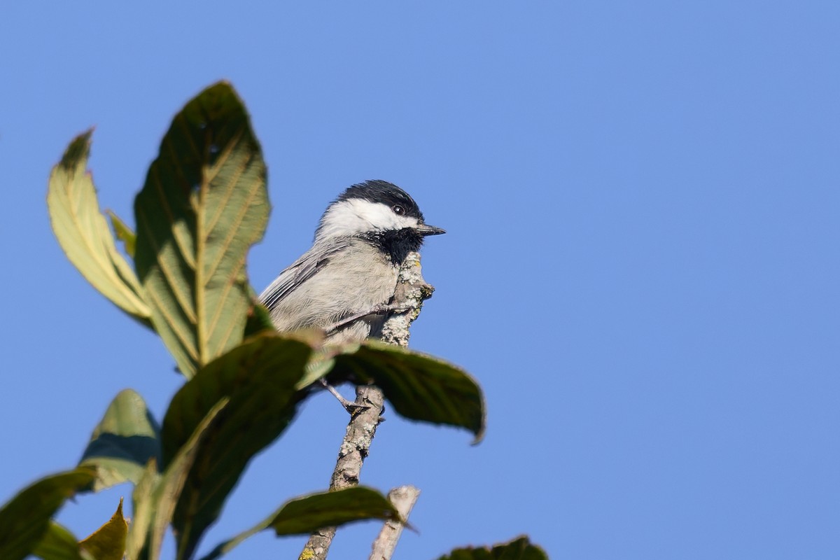 Grauflankenmeise - ML645845223