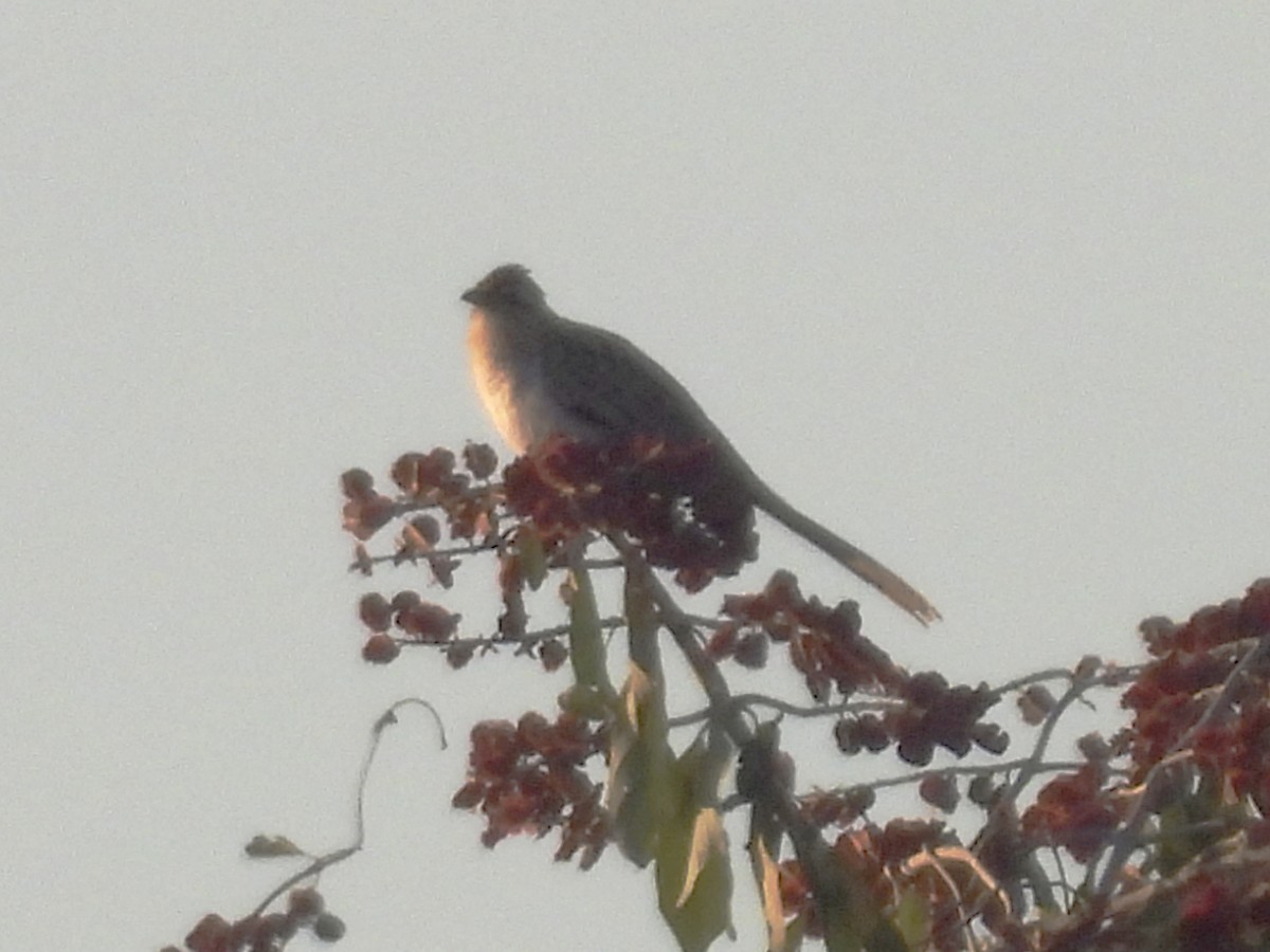 Striped Cuckoo - ML645845249