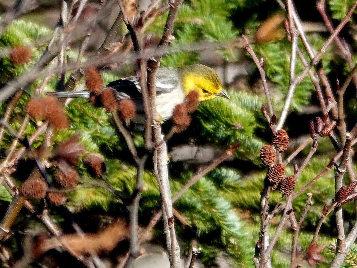 Paruline à tête jaune - ML645845250