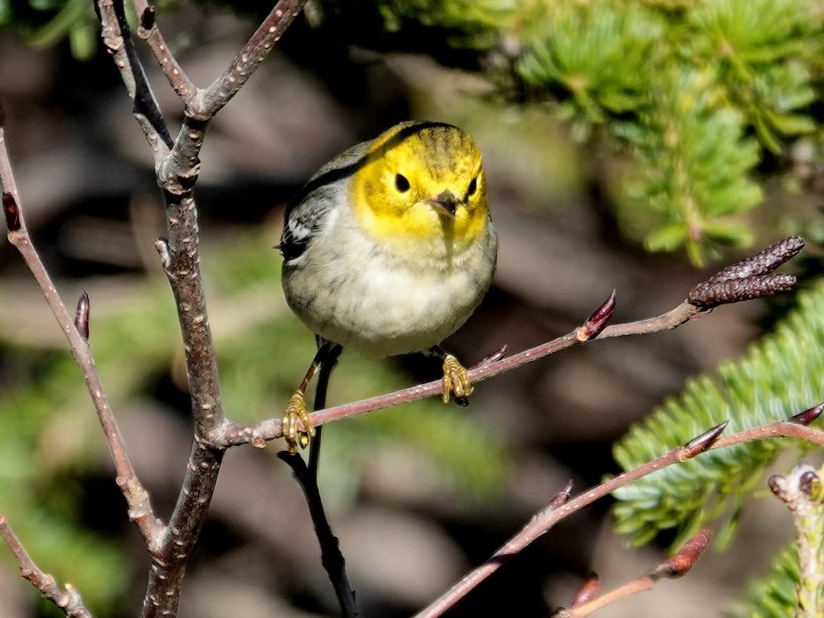 Paruline à tête jaune - ML645845251