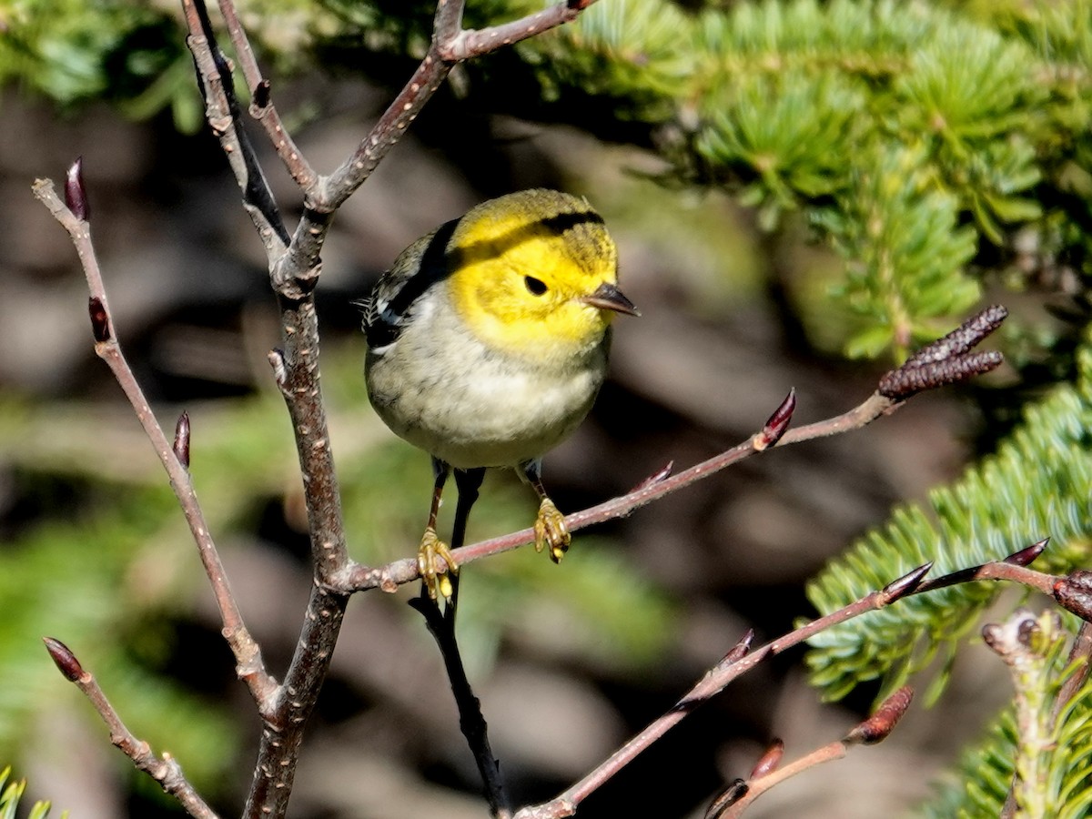 Paruline à tête jaune - ML645845252