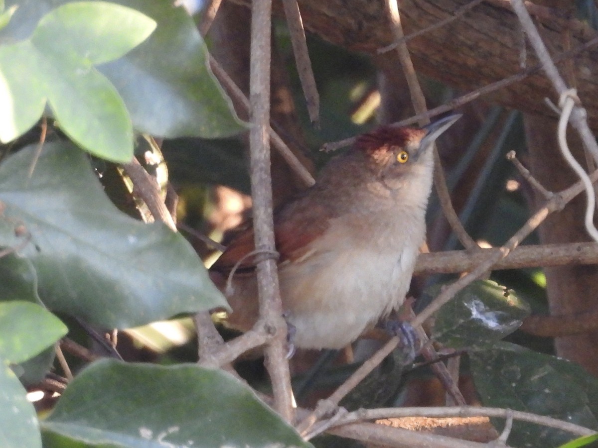 Greater Thornbird - ML645845267