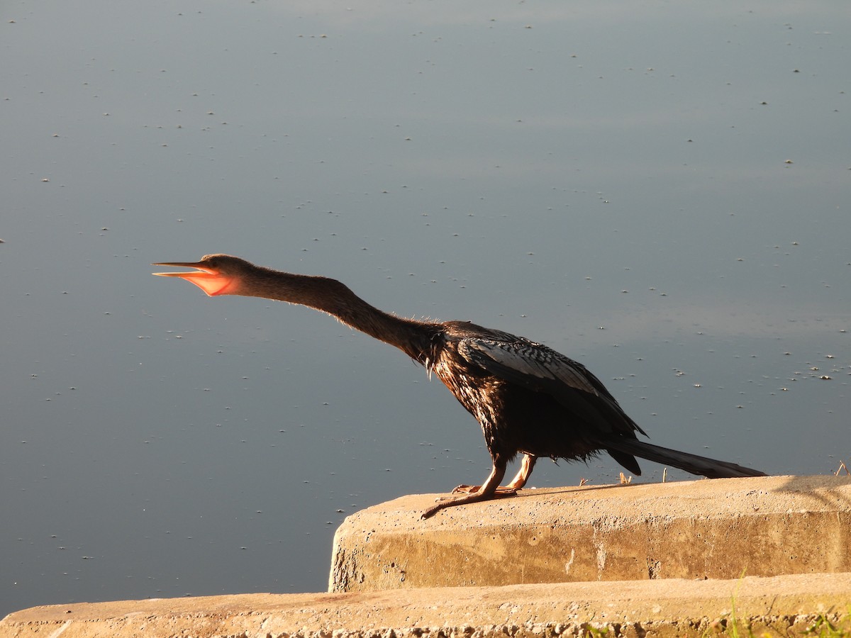 Anhinga - ML645845268