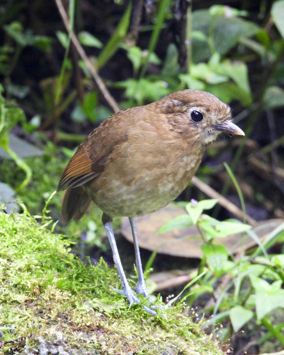 Tororoí Bandeado - ML645845270