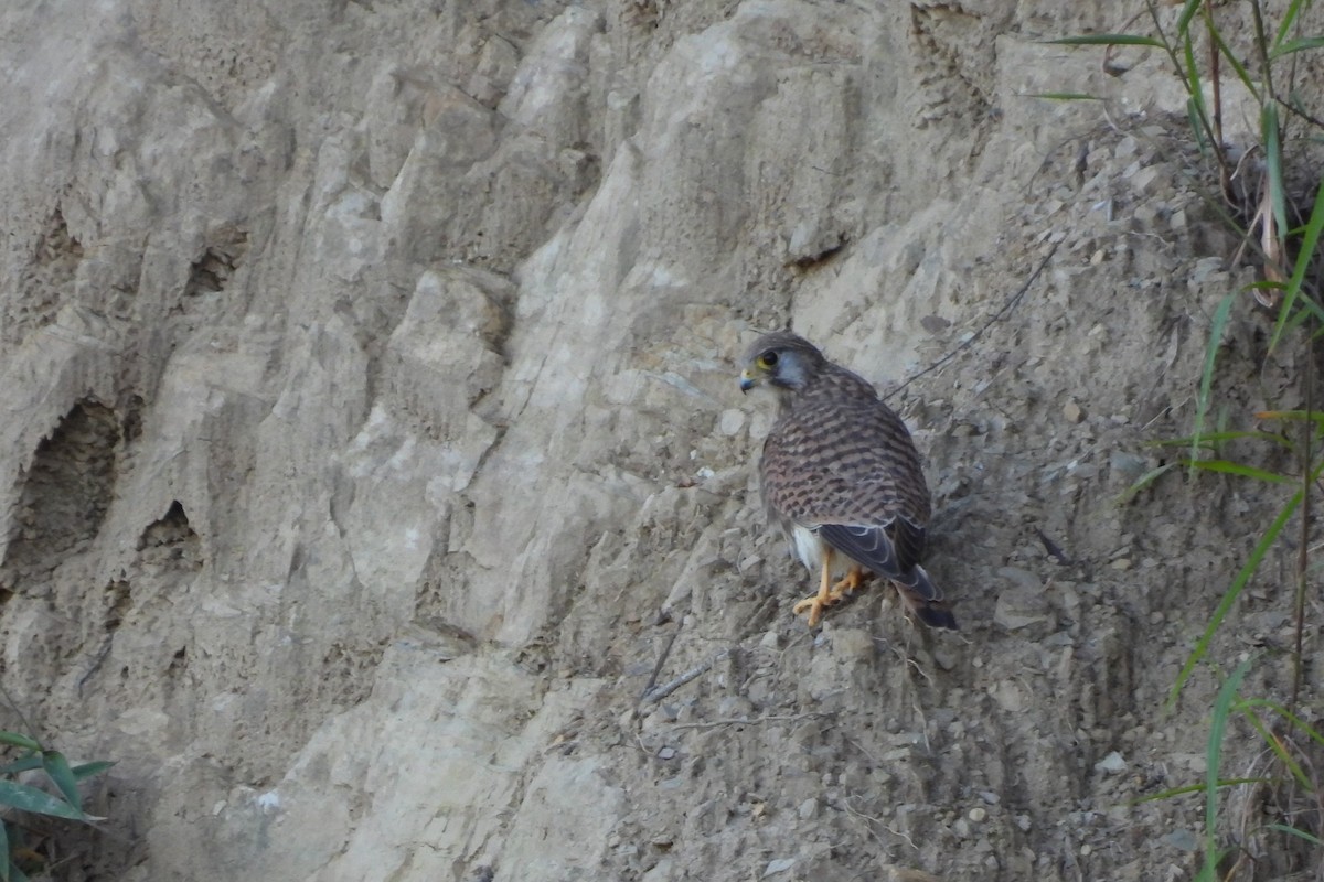 Eurasian Kestrel - ML645845271