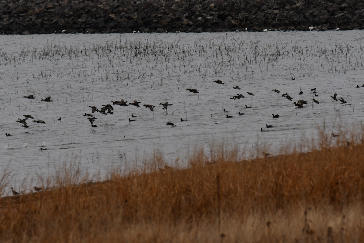 Серая утка - ML645845275