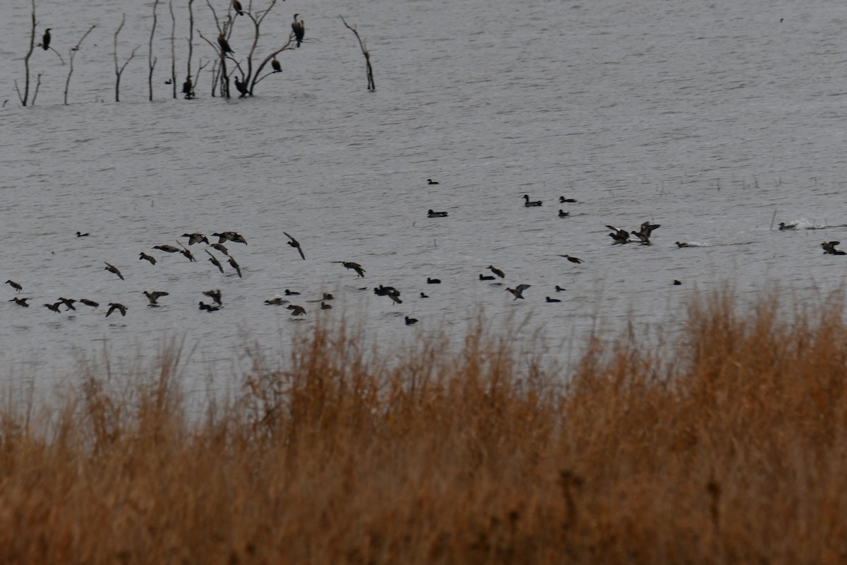 Серая утка - ML645845276