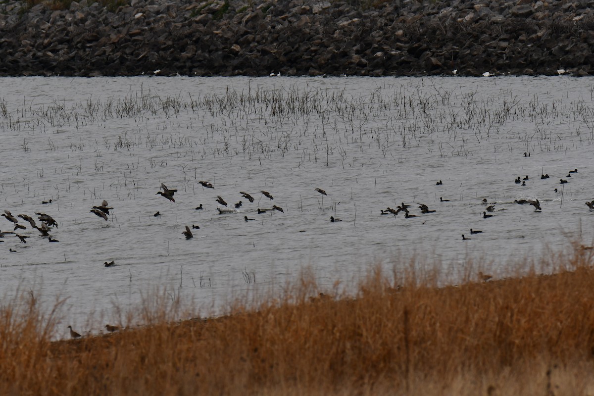 Серая утка - ML645845277