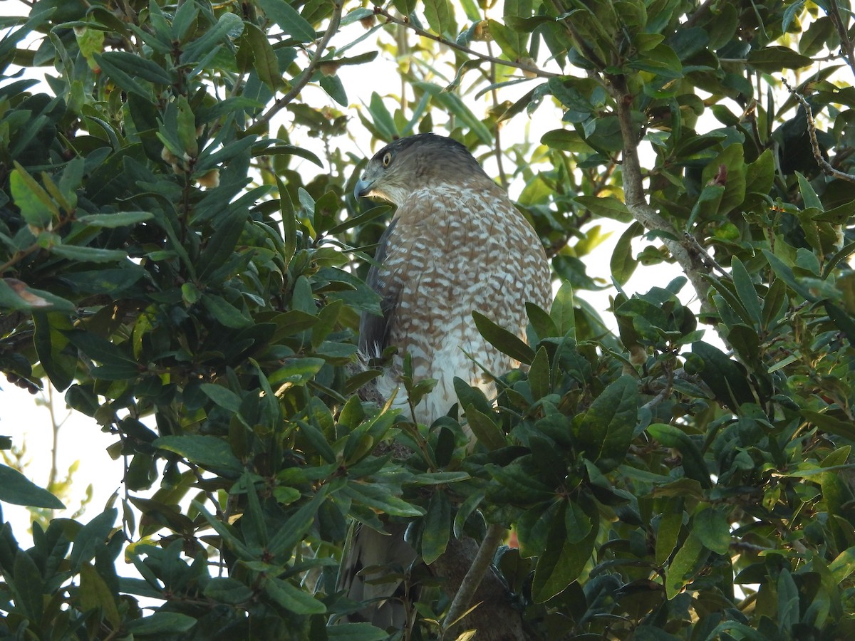 Cooper's Hawk - ML645845278