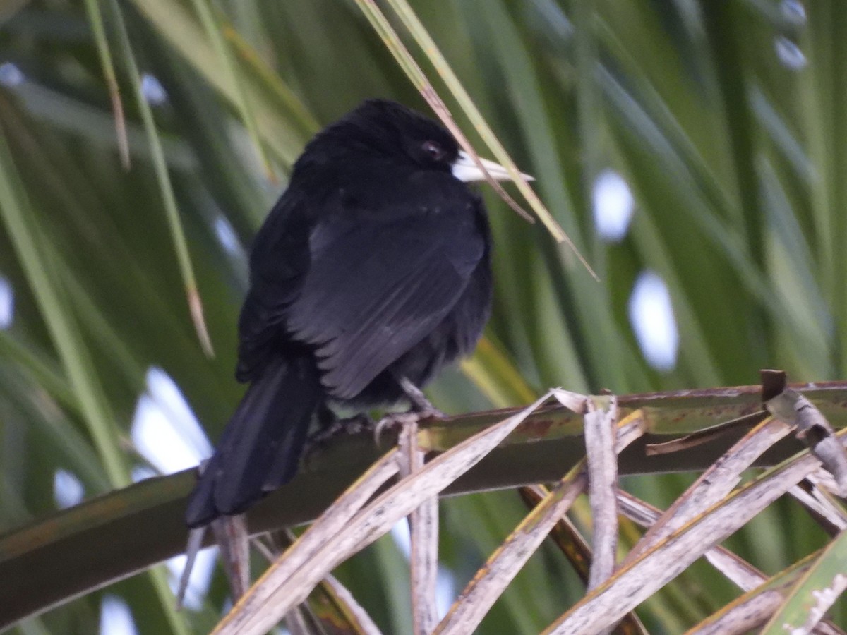 Solitary Black Cacique - ML645845280