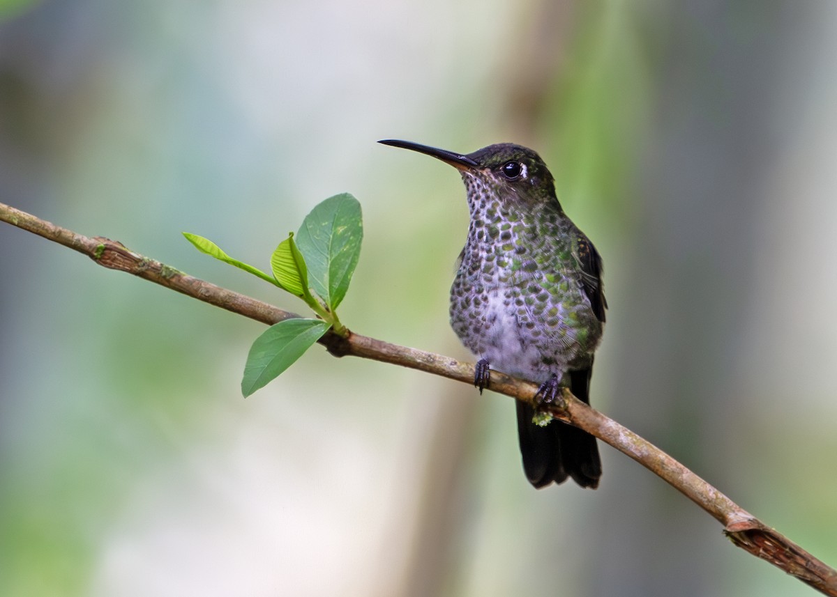 Colibri grivelé - ML645845286