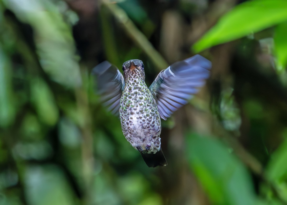 Colibri grivelé - ML645845287