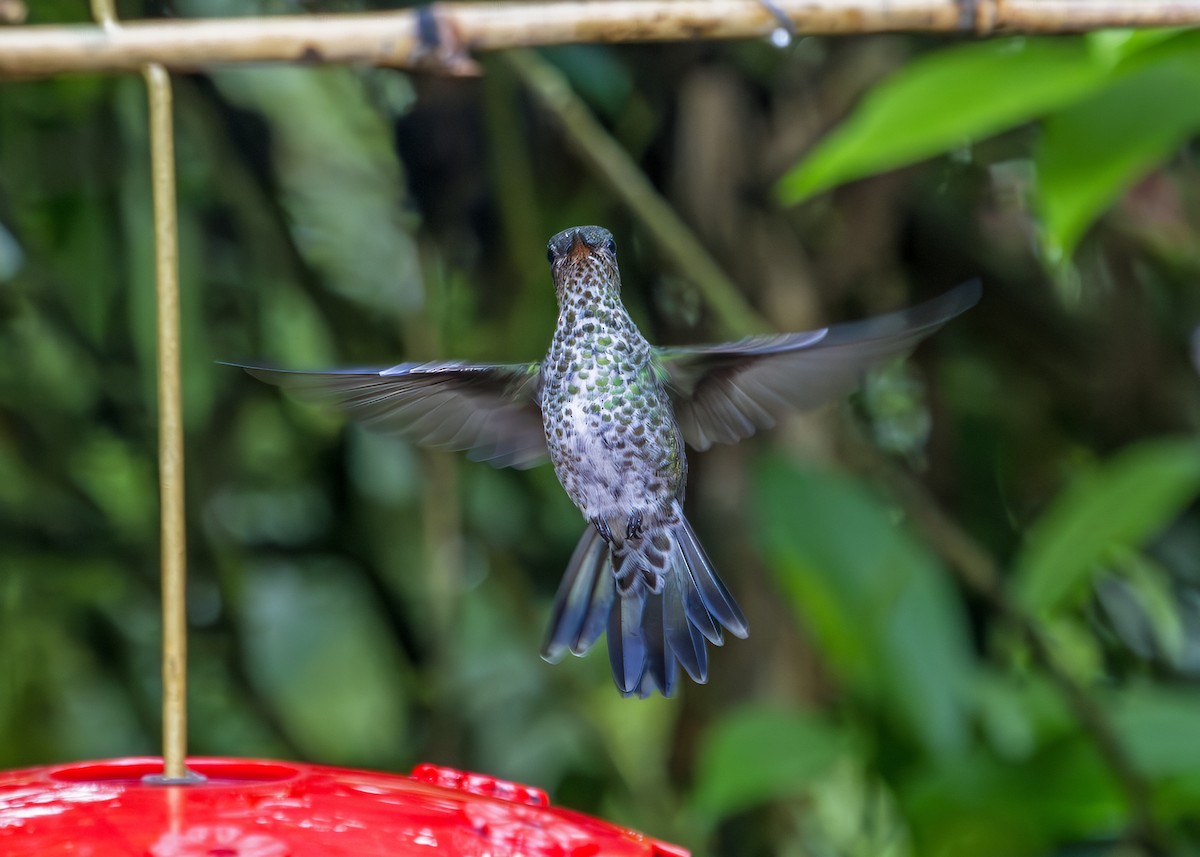 Colibri grivelé - ML645845288