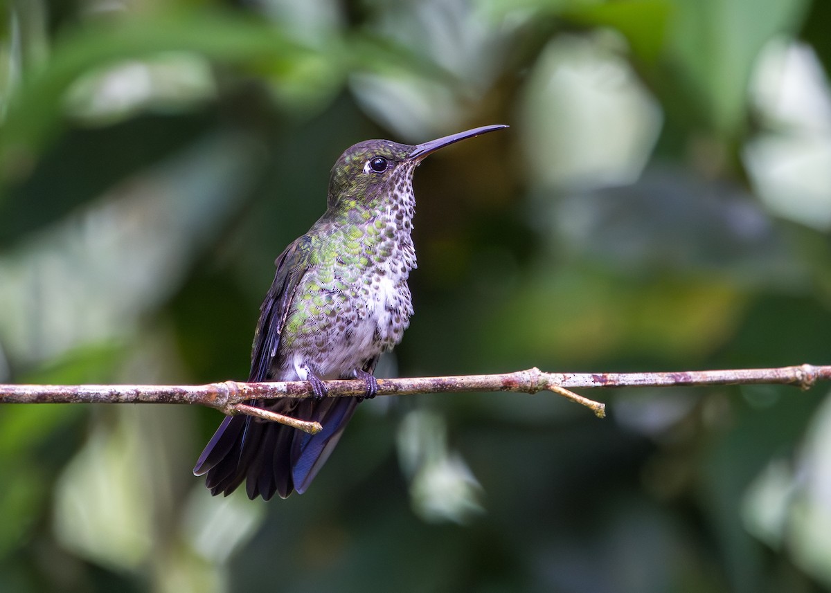 Colibri grivelé - ML645845289