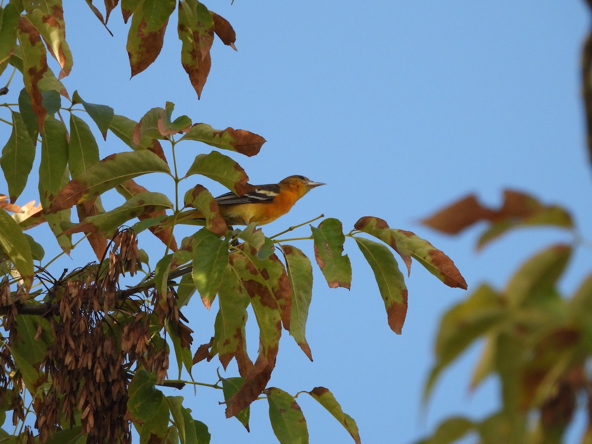 Балтиморский трупиал - ML645845290