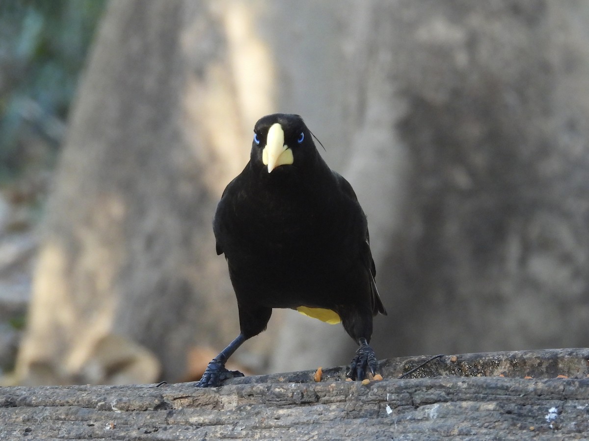 Crested Oropendola - ML645845294
