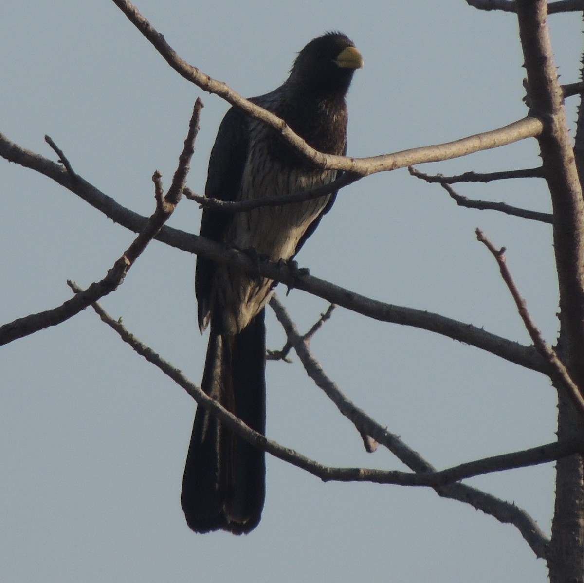 Western Plantain-eater - ML645845295