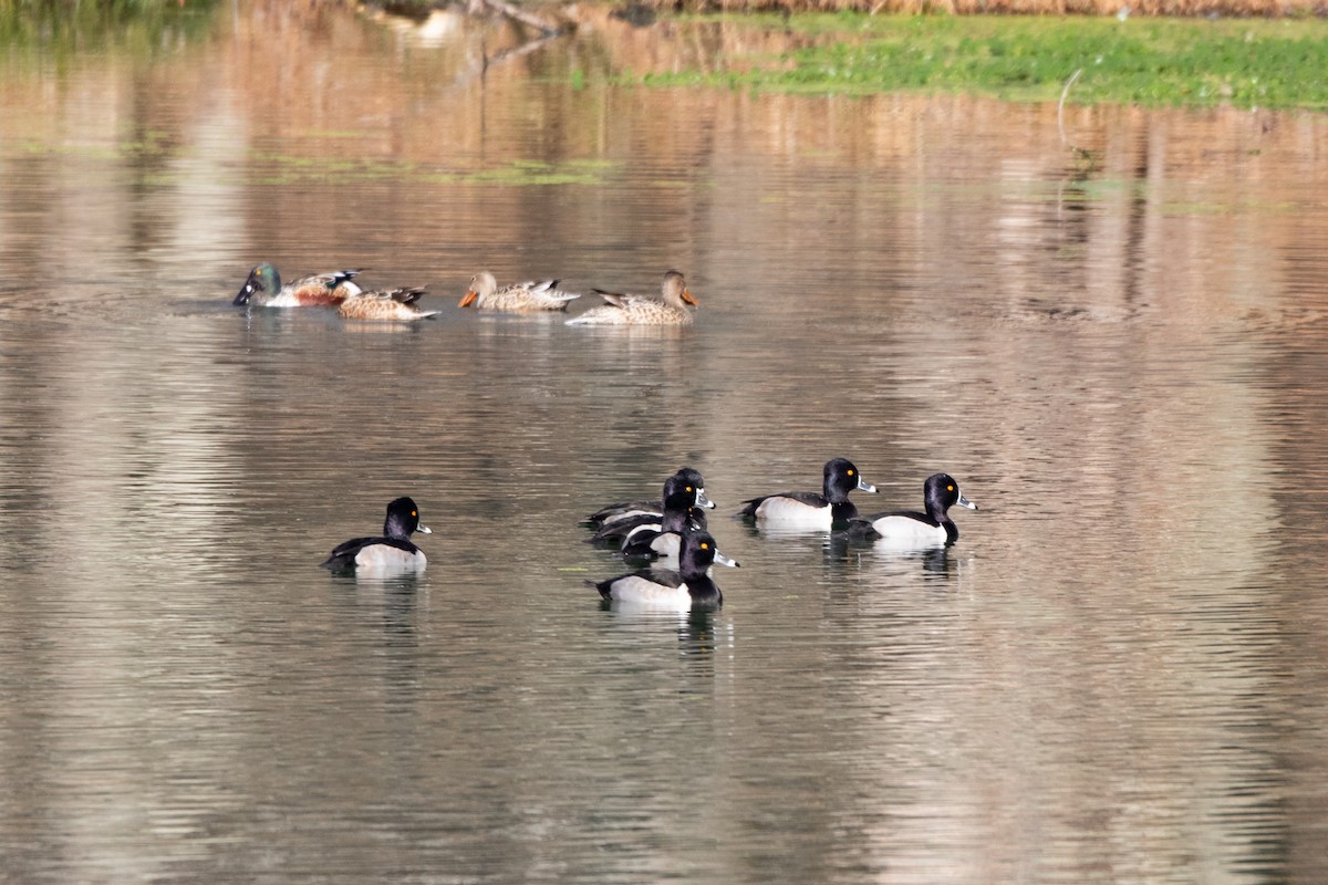Ring-necked Duck - ML645845296