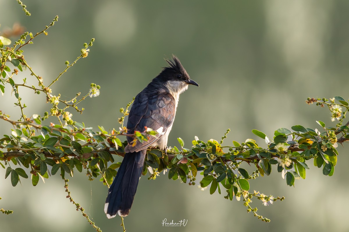 Pied Cuckoo - ML645845298