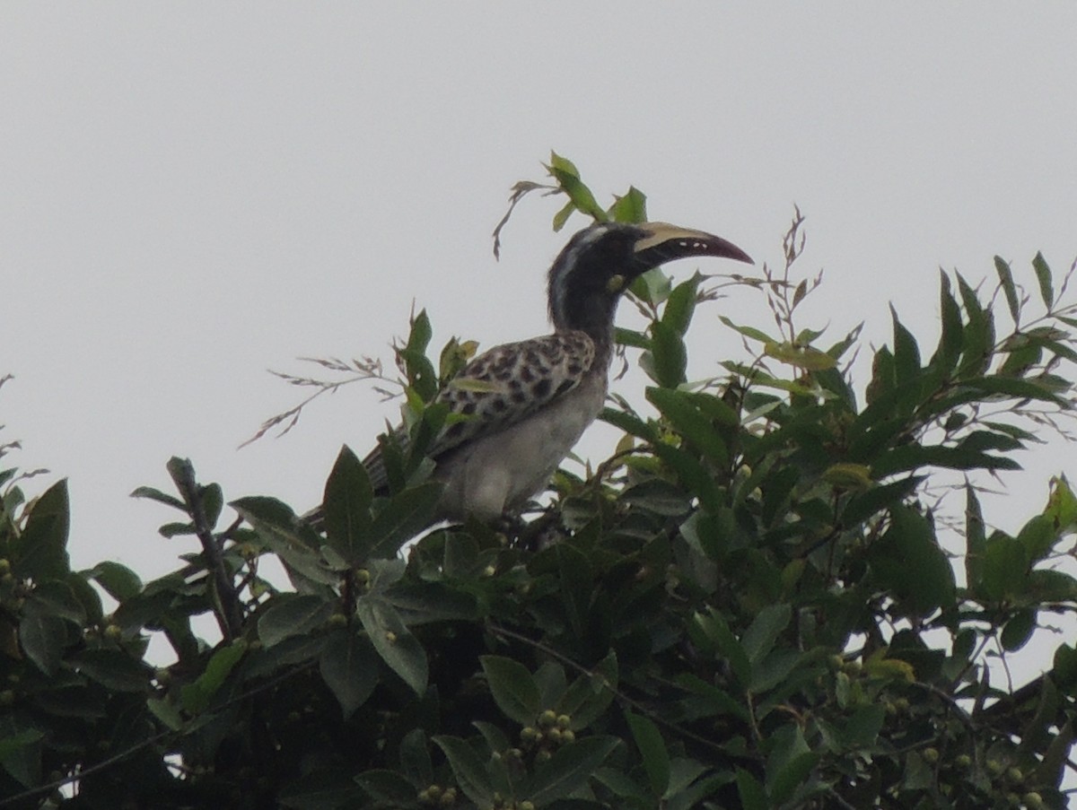 African Gray Hornbill - ML645845299