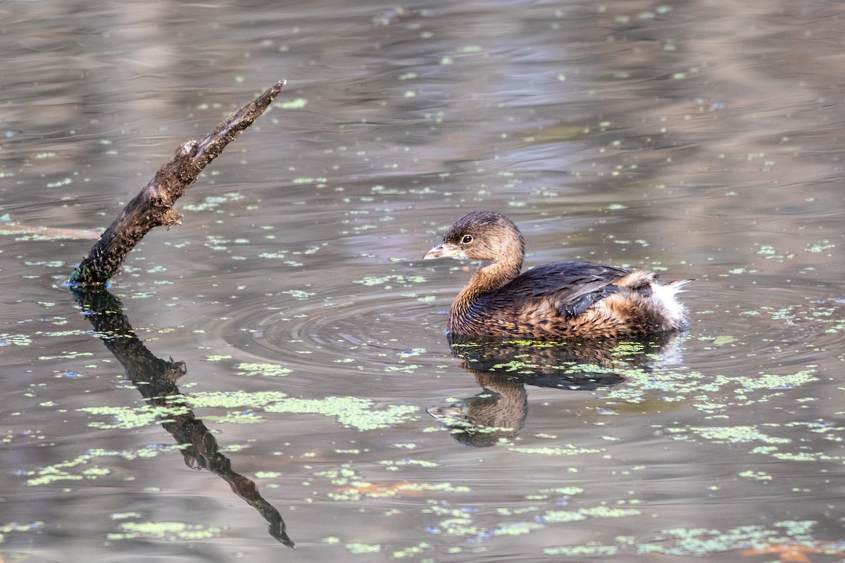 Pied-billed Grebe - ML645845300