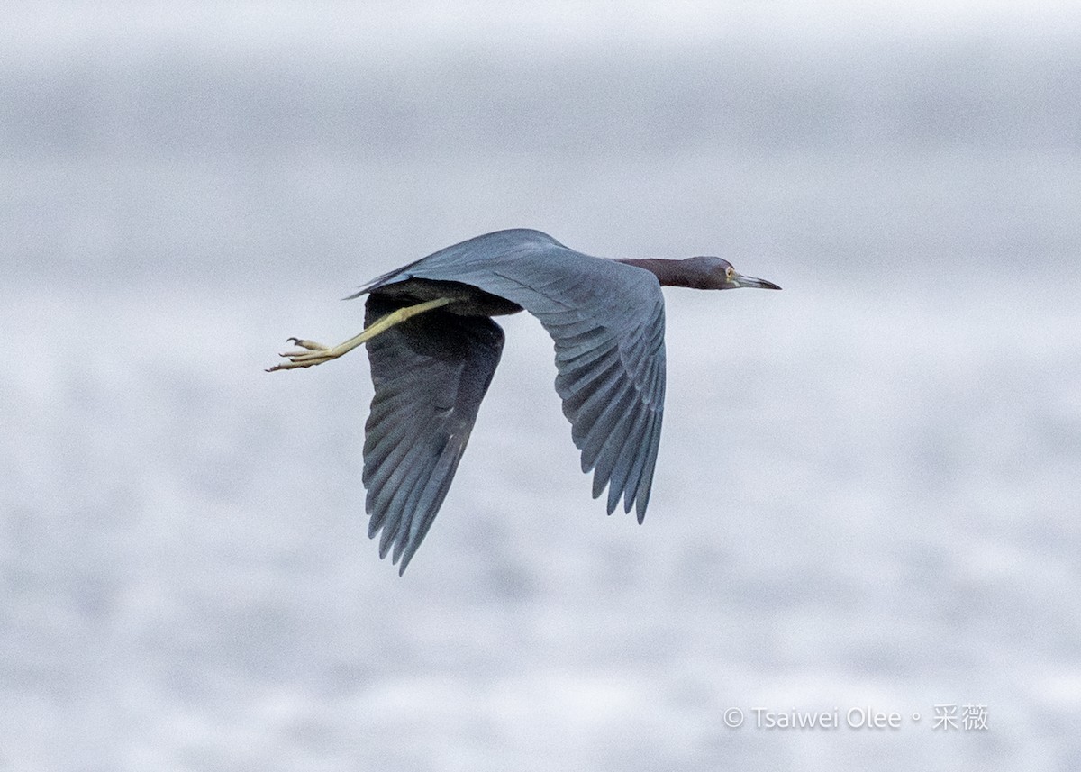 Little Blue Heron - ML645845301