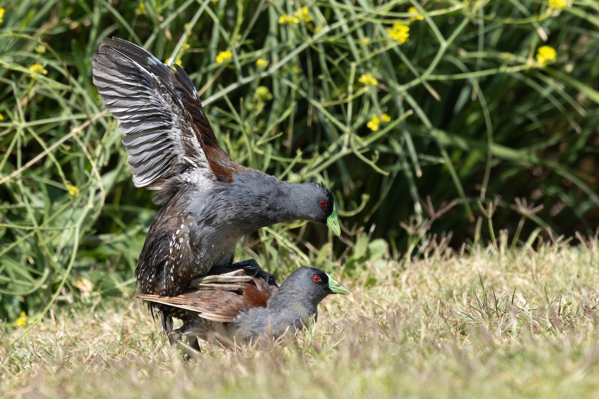 Spot-flanked Gallinule - ML645845302