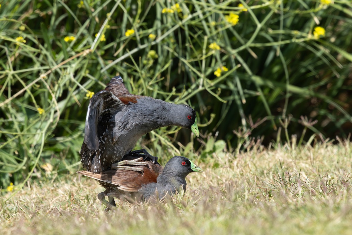 Spot-flanked Gallinule - ML645845303