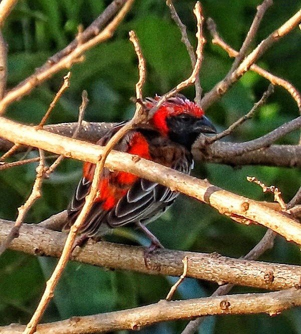 Zanzibar Red Bishop - ML645845304