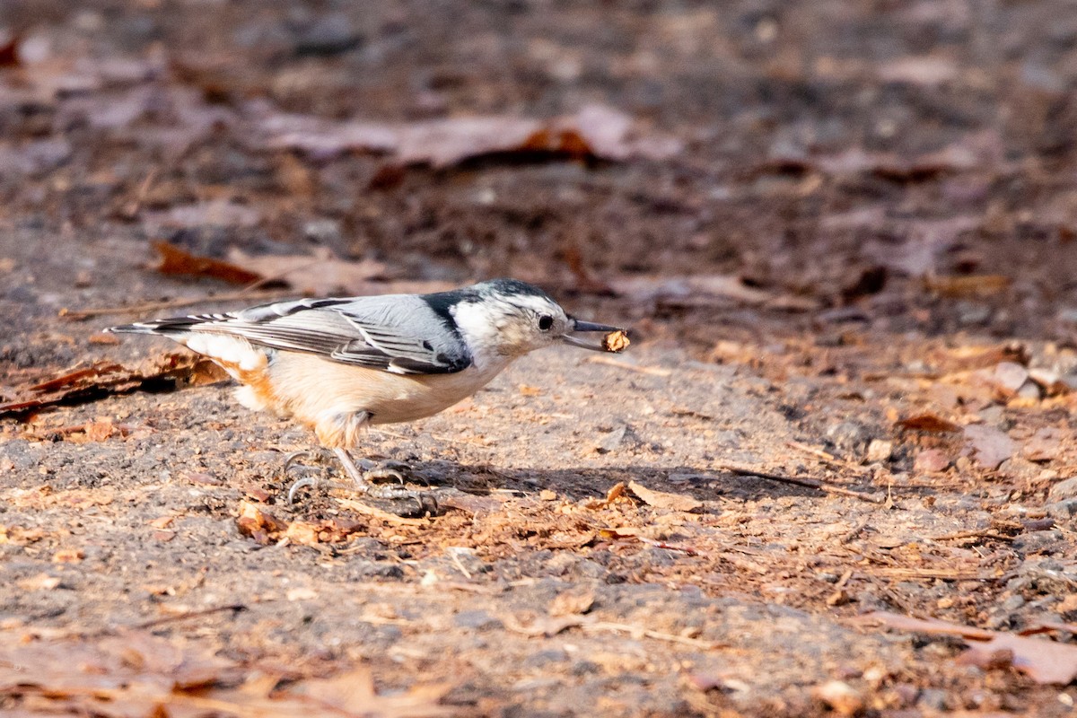 White-breasted Nuthatch - ML645845305