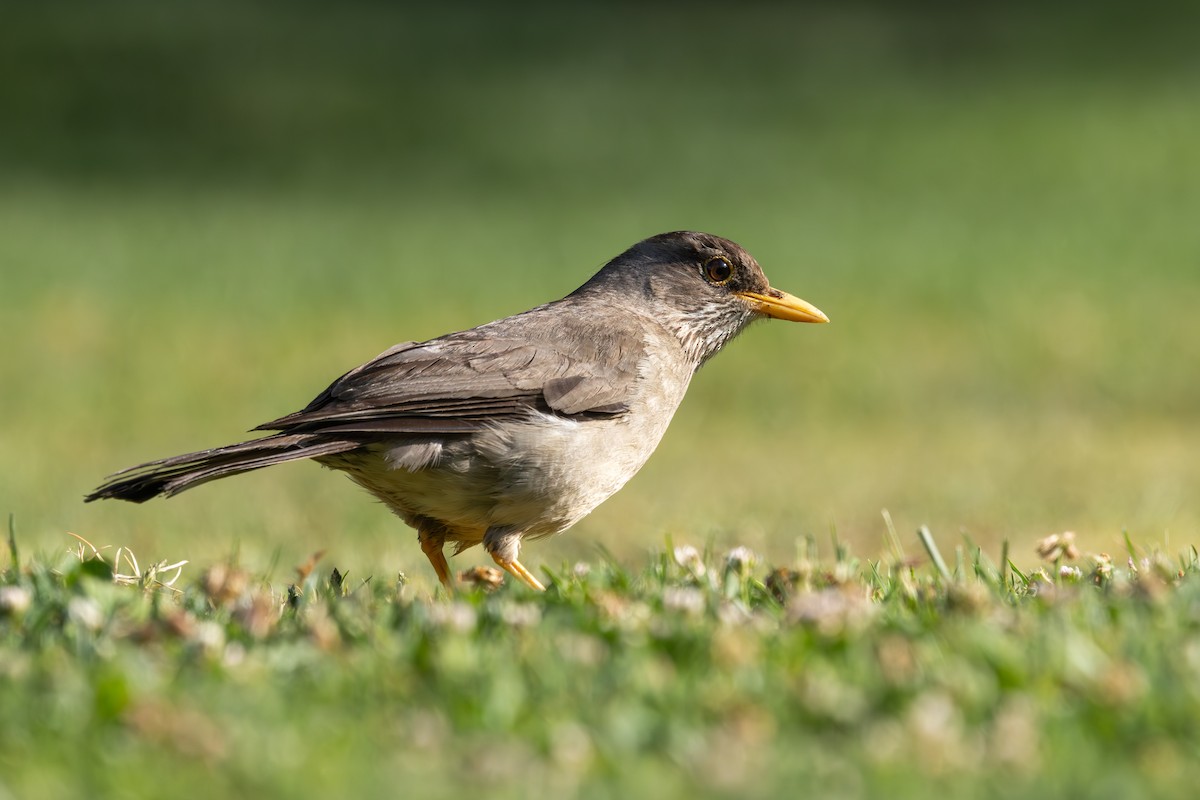 Austral Thrush - ML645845308