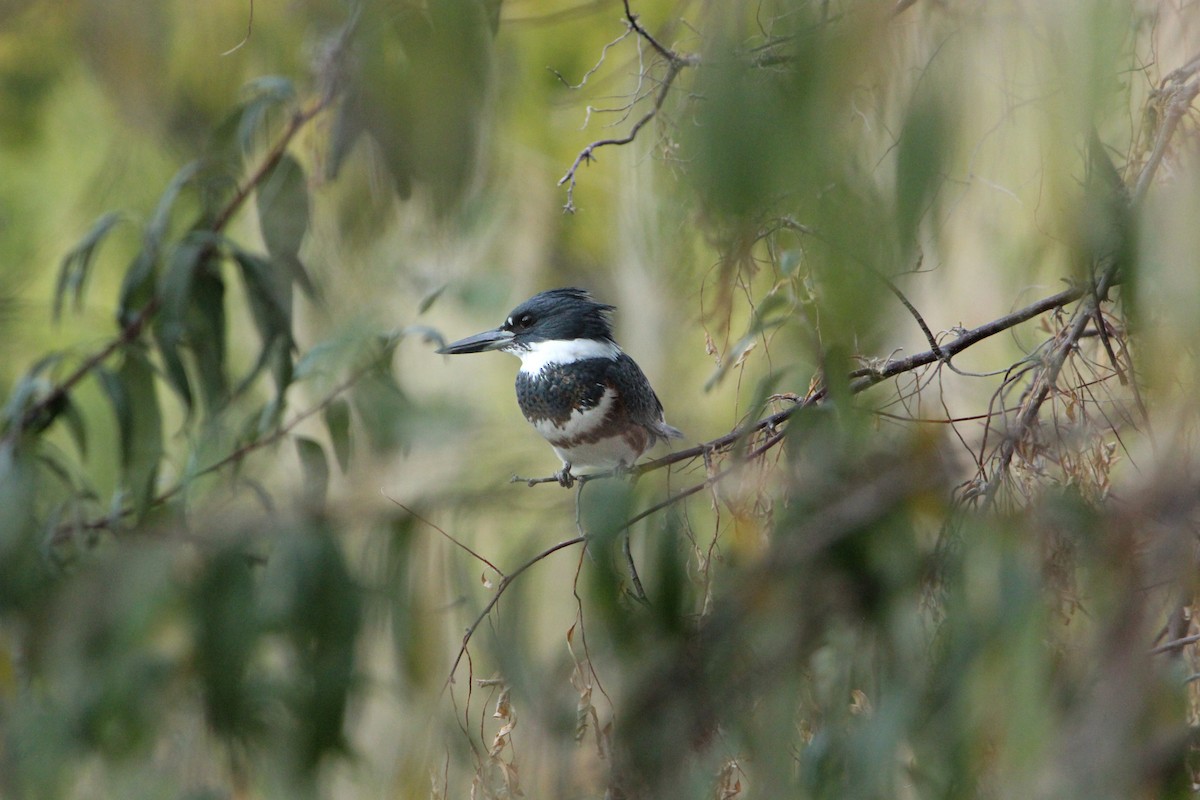 Belted Kingfisher - ML645845309