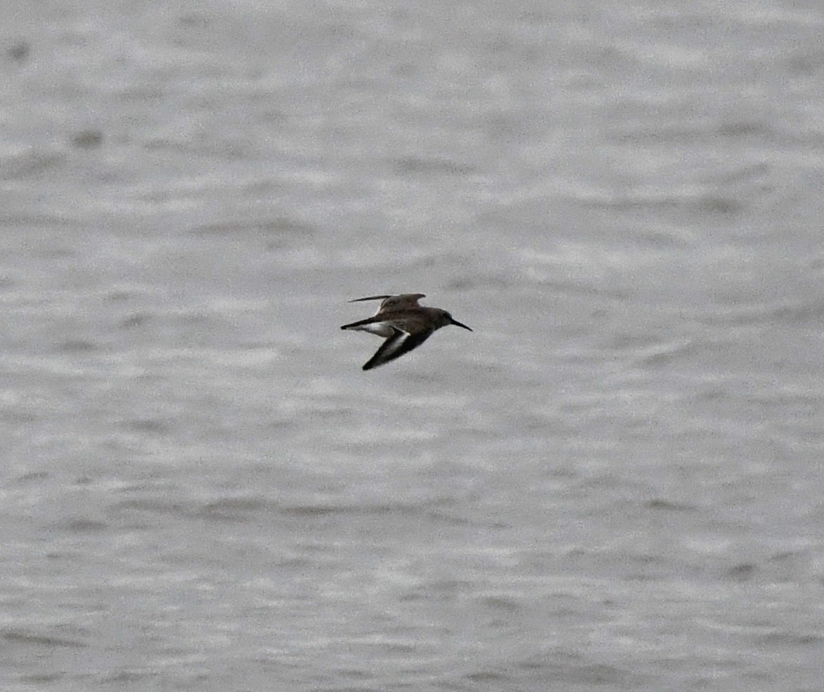 Dunlin - ML645845310