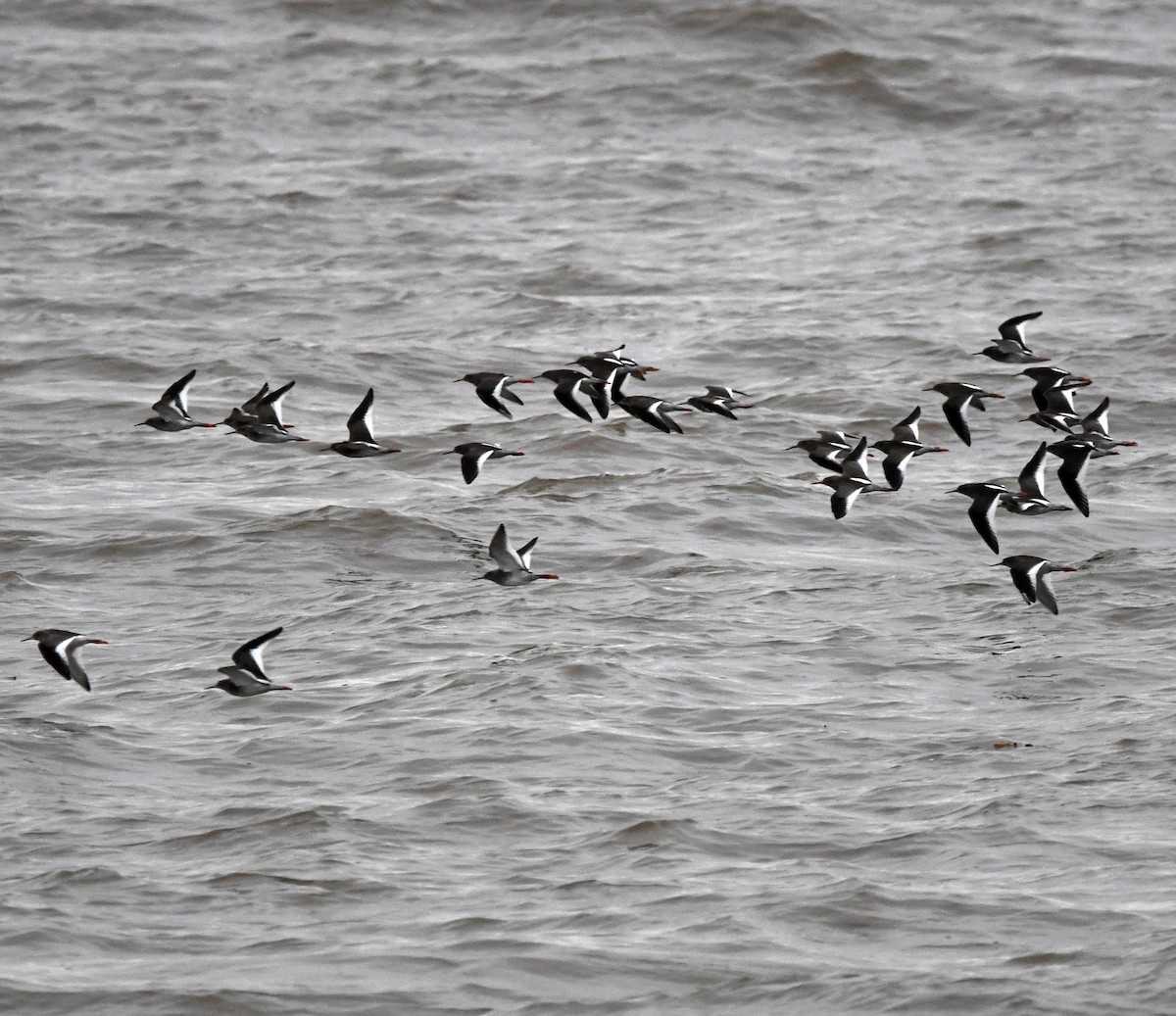 Common Redshank - ML645845311