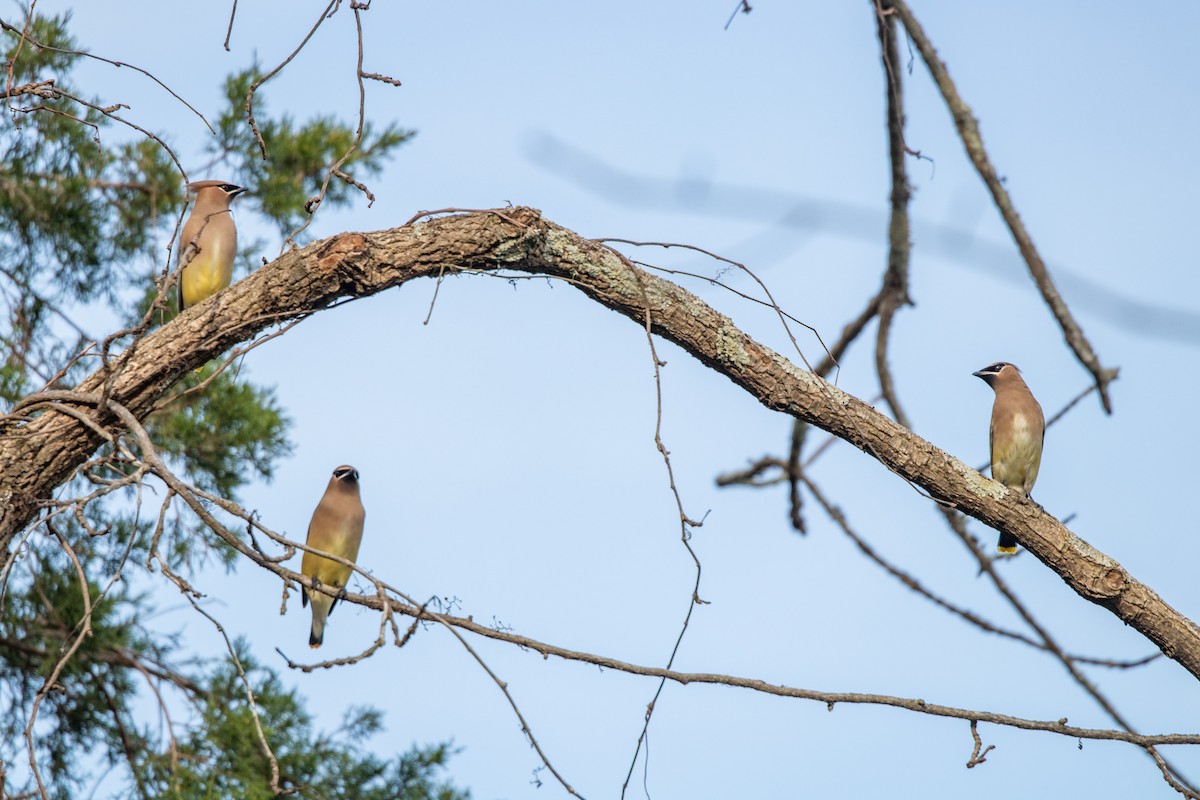 Cedar Waxwing - ML645845312