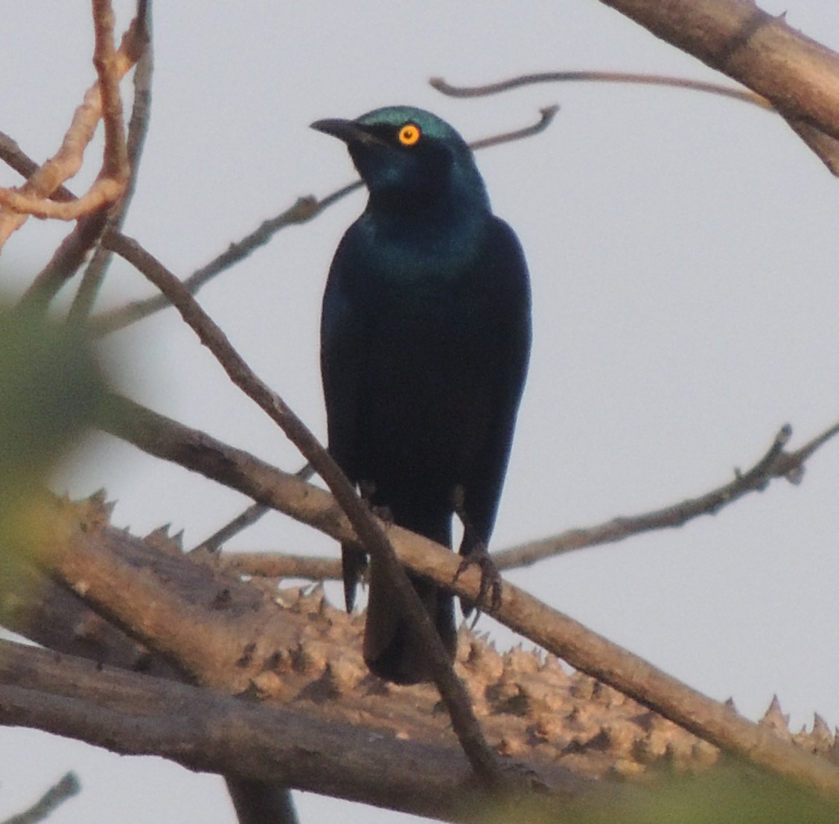 Lesser Blue-eared Starling - ML645845313