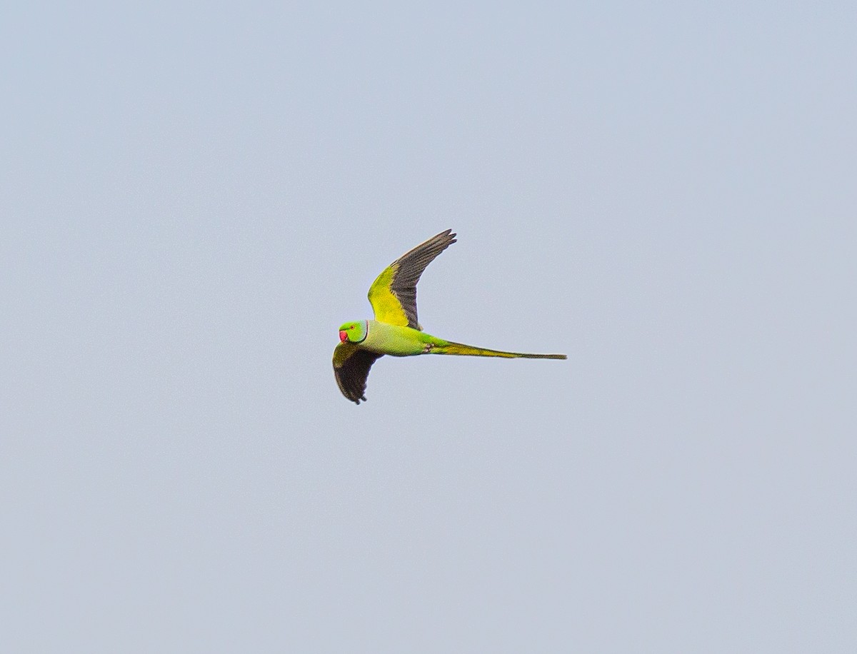 Rose-ringed Parakeet - ML645845314