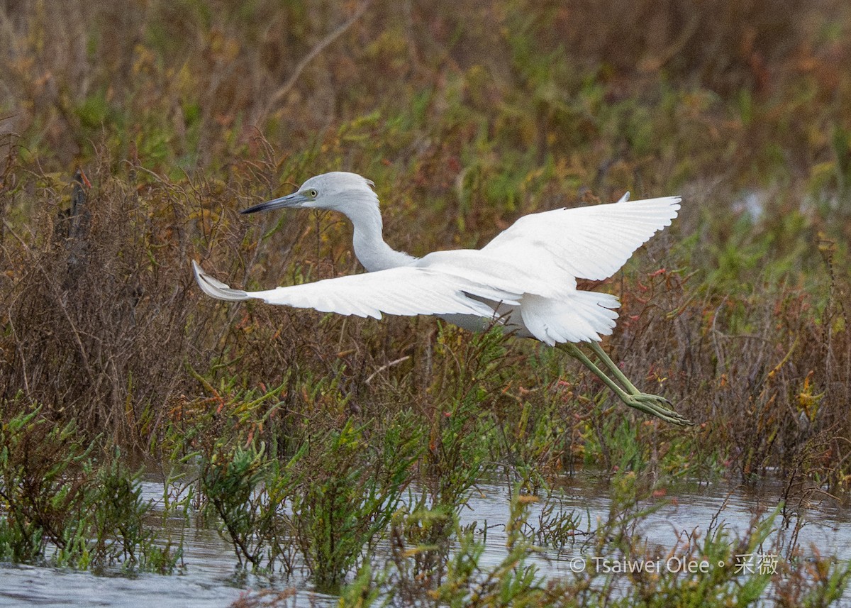 Little Blue Heron - ML645845315
