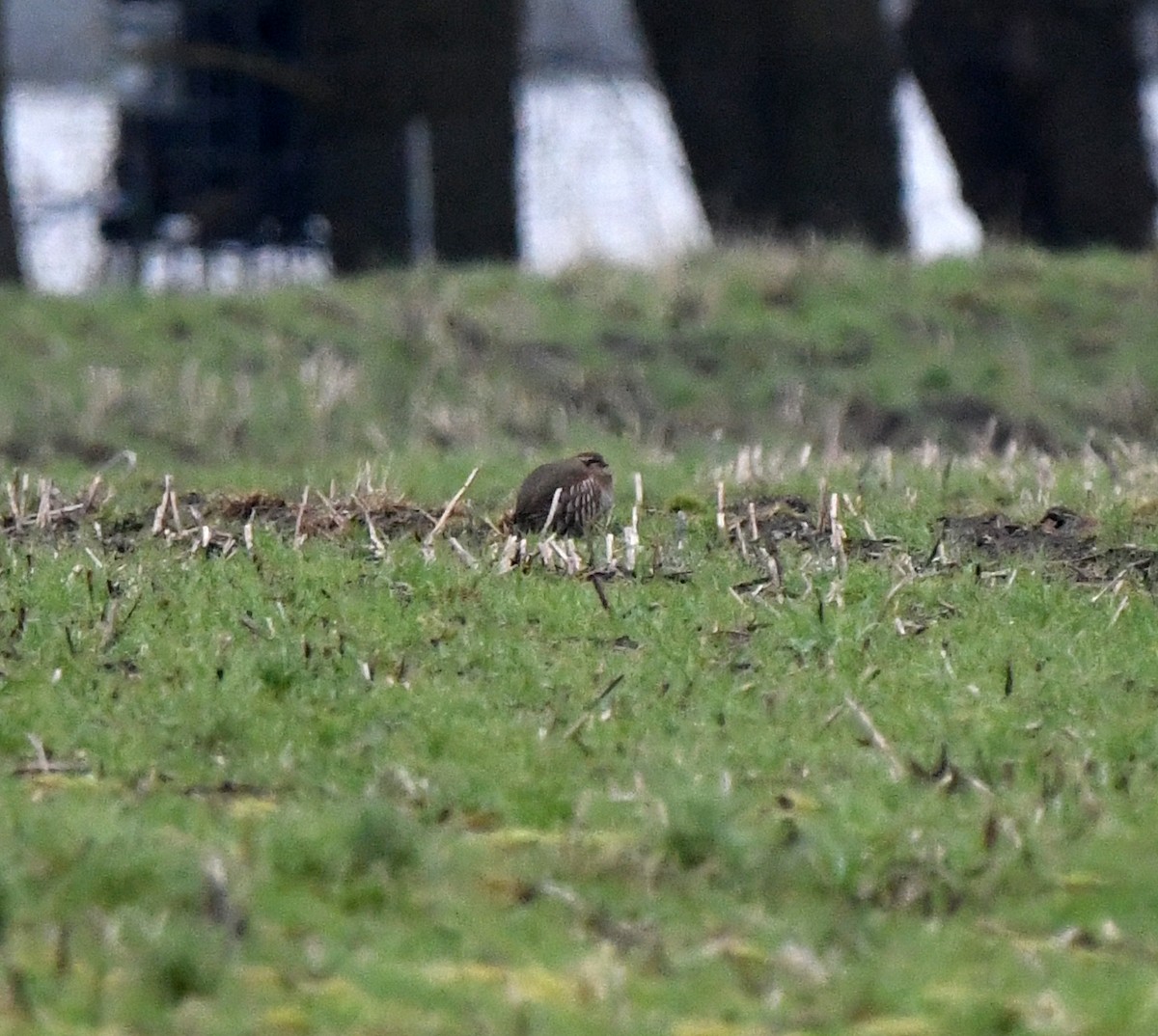 Red-legged Partridge - ML645845316